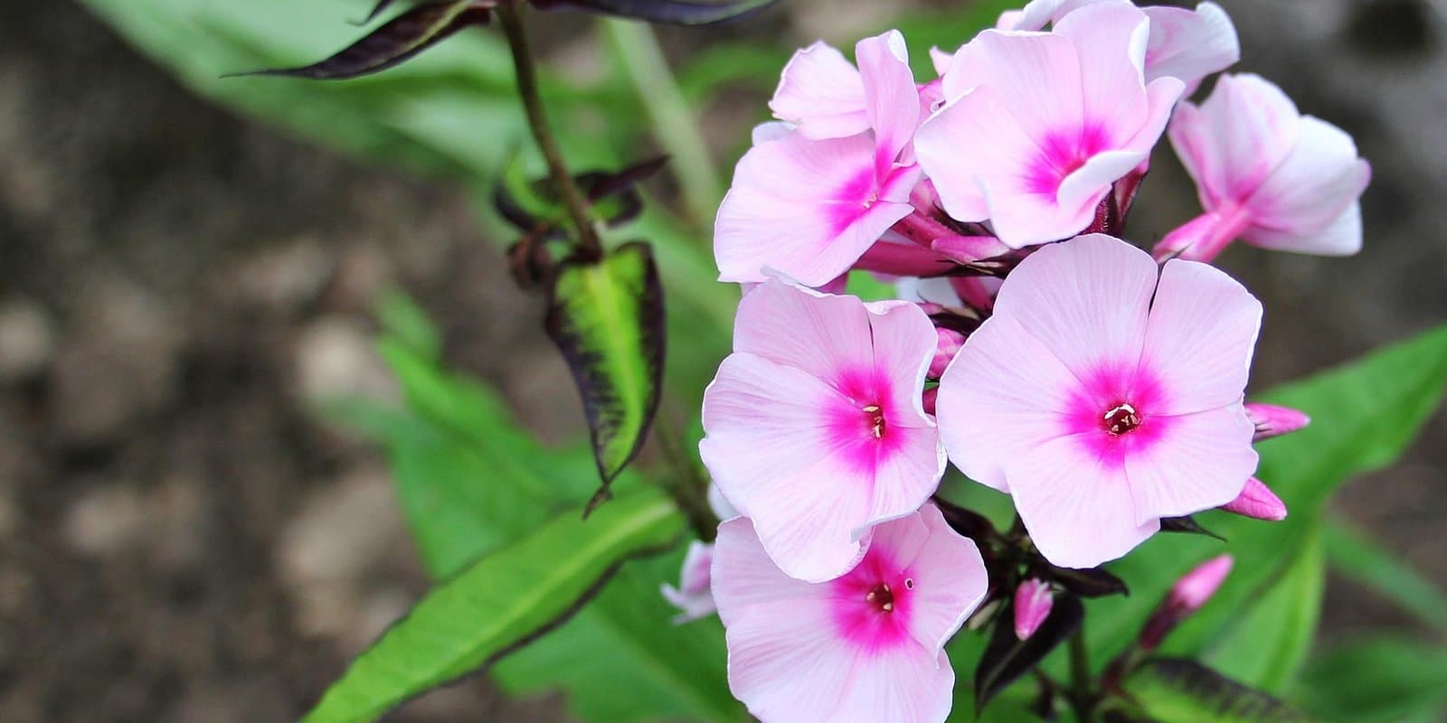 phlox-1518501_1920